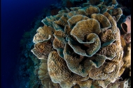 Wakatobi