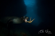 Sea Lions in La Paz, Mexico