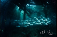 Reef Scenes and Wrecks