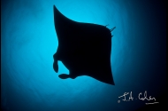 Mantas in the Maldives