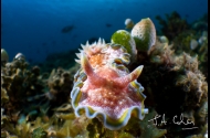 Ambon
