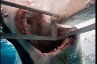 Great White Sharks in South Australia