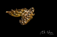 Incredible Creatures in Lembeh, Sulawesi